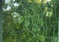 Bild, Spinnennetz